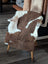 Brown and white tibet highland spotted sheepskin blanket draped over a white wooden chair for cozy use