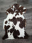 Brown and white tibet highland spotted sheepskin rug 41 x 24 inches soft and gorgeous grade a quality