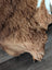 A thick brown tibet highland spotted sheepskin rug with soft curly texture and natural shade variations