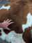 Brown and white highland spotted sheepskin rug with plush fluffy texture 43 x 26 inches grade a tibet highland spotted