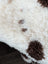 White and brown fluffy tibet highland spotted sheepskin with plush textured surface for cozy decor or rugs