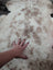 A soft cream and beige speckled tibet highland spotted sheepskin rug with fluffy texture measuring 39.5 by 25 inches