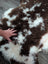 A plush brown and white tibet highland spotted sheepskin rug with soft curly texture measuring 42 by 27 inches