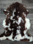 A plush 42x27 inch tibet highland spotted grade a sheepskin rug with natural brown and white patterns and soft texture