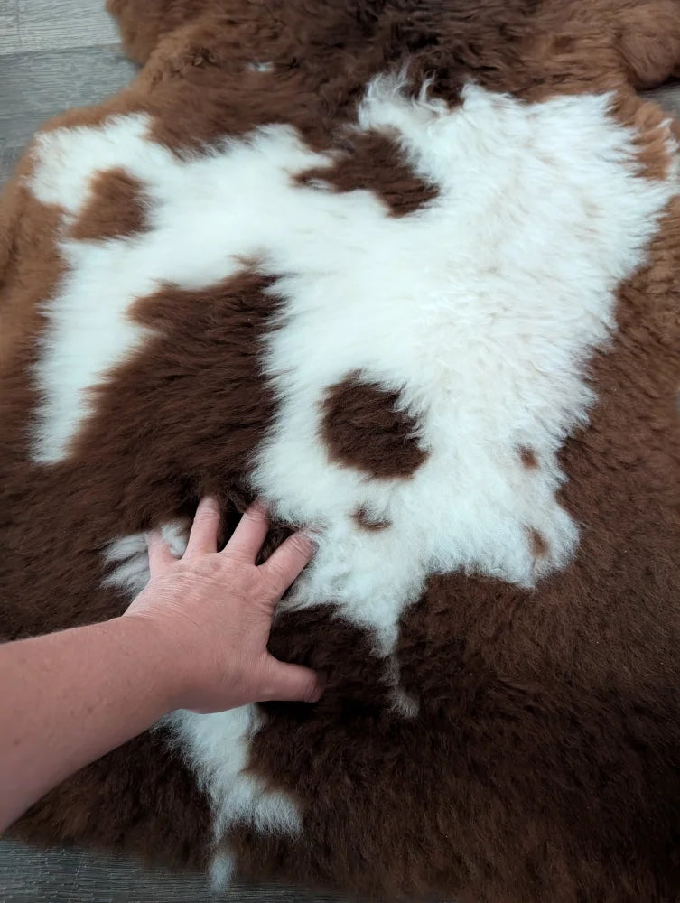 A plush brown and white tibet highland spotted sheepskin rug with soft fluffy texture sized 42 by 25 inches
