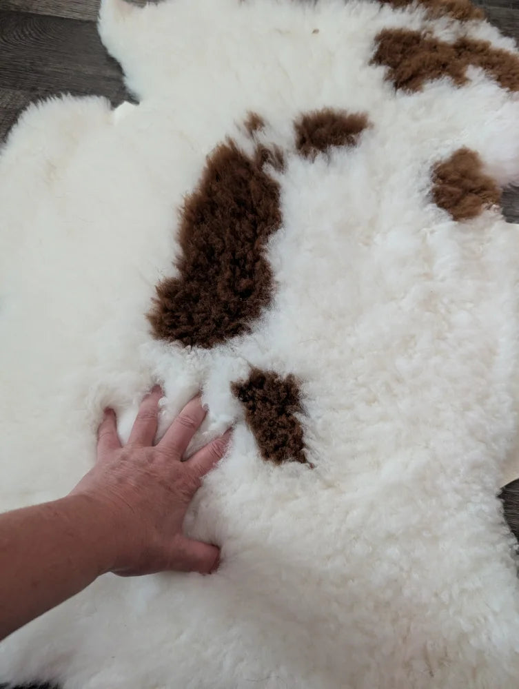 A plush white and brown tibet highland spotted sheepskin rug with soft curly texture measuring 41 by 26.5 inches