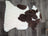 A plush irregular tibet highland spotted sheepskin rug in natural white and brown cow print measuring 41 by 25 inches