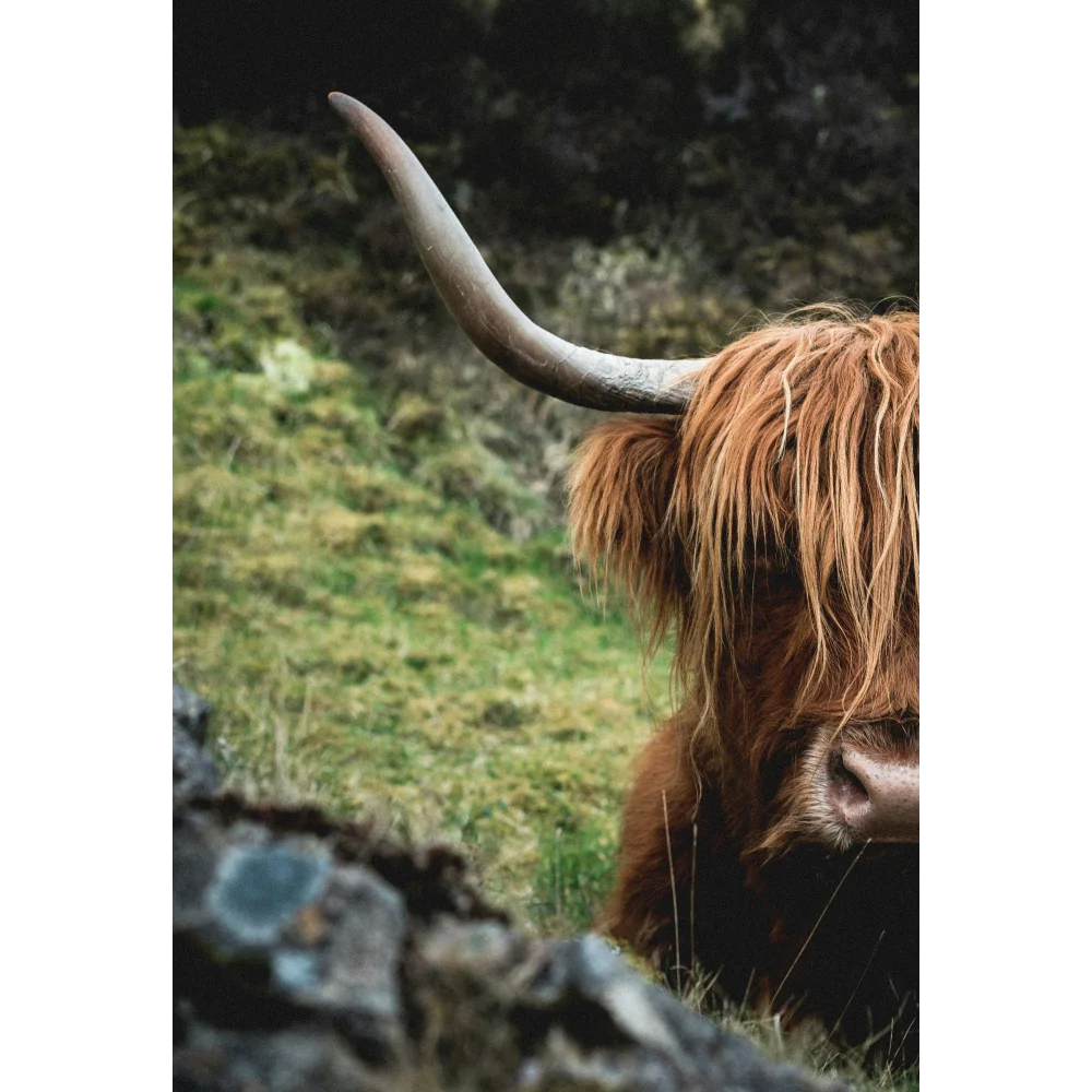 A highland cow with long curved horns and thick reddish brown fur featured in sharons two cowhides product image