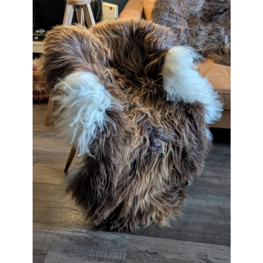 A plush shaggy brown and white massive icelandic sheepskin chair cover with long wool icelandic ear-like tufts