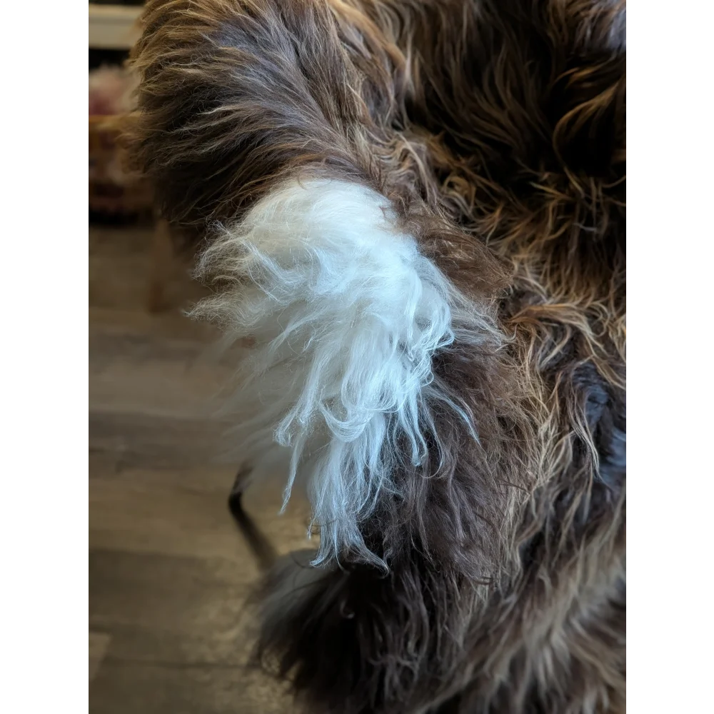 Fluffy long wool icelandic sheepskin in natural bronze with white fur patch at tail base in 59 by 38 inches size