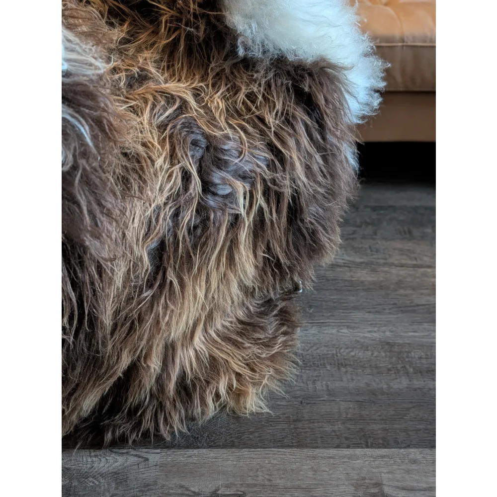A plush shaggy brown and white long wool icelandic sheepskin throw blanket with a soft textured surface 59 x 38 inches