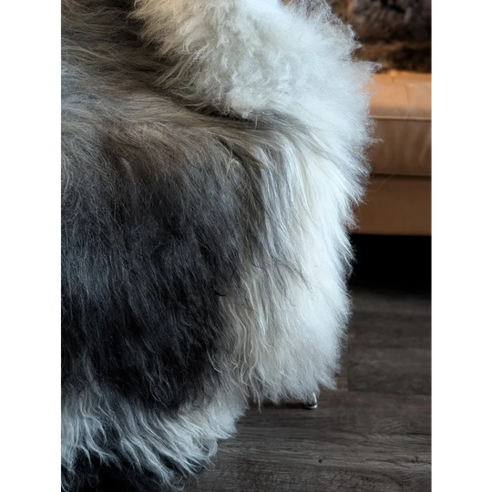 A plush massive icelandic sheepskin rug with long wool icelandic natural grey gradient fur in 58 by 37 size