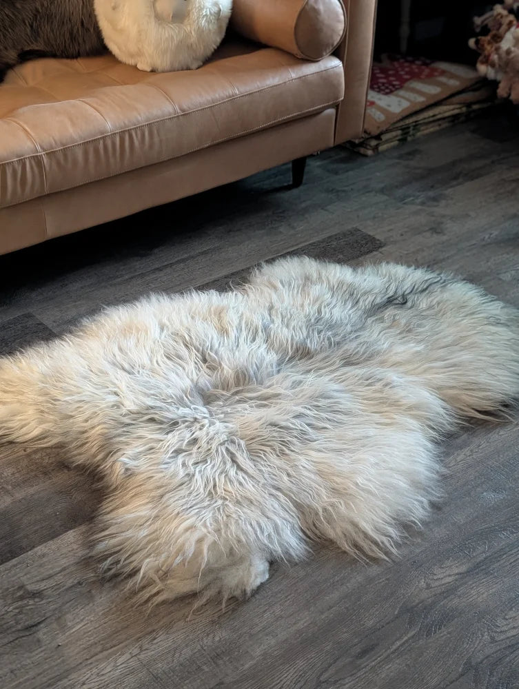 A cream-colored massive icelandic sheepskin rug with long wool icelandic fur on a dark wood floor