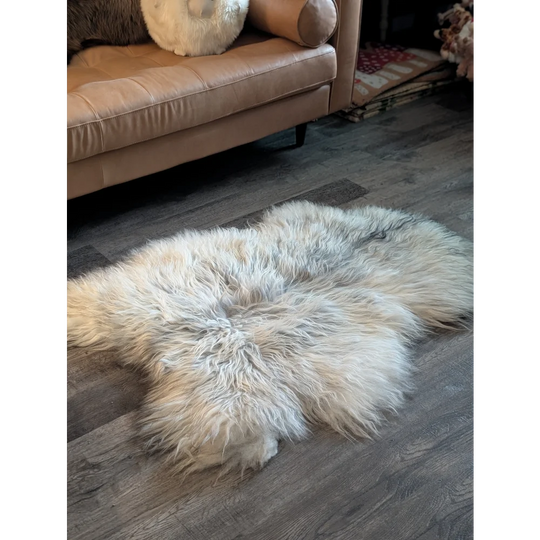 A cream-colored massive icelandic sheepskin rug with long wool icelandic fur on a dark wood floor