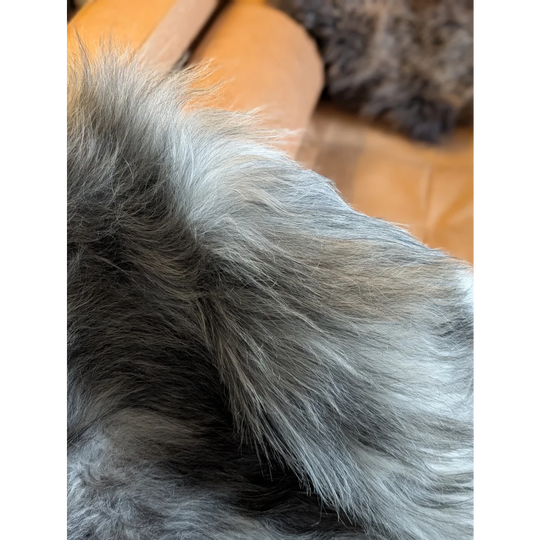 A plush gray double icelandic sheepskin collar with soft dense fibers in natural wool icelandic texture