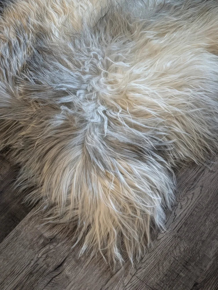 A massive icelandic sheepskin rug in natural grey with double icelandic wool texture measuring 57 by 35 inches