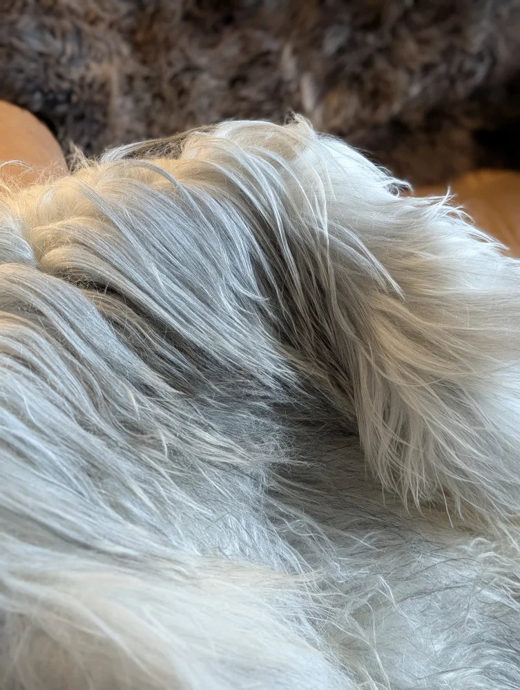 A fluffy long-haired dog resting on a massive 57 x 35 inch natural grey icelandic sheepskin with double wool fibers