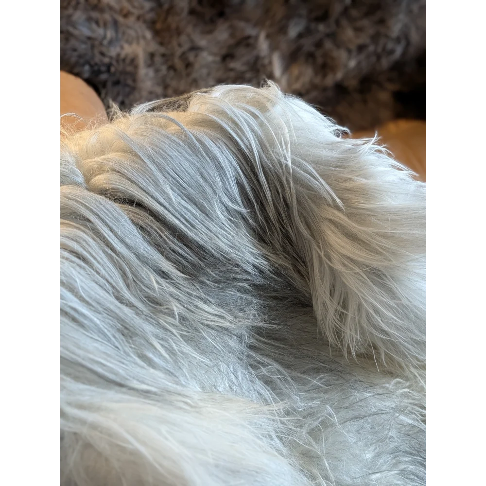 A fluffy long-haired dog resting on a massive 57 x 35 inch natural grey icelandic sheepskin with double wool fibers