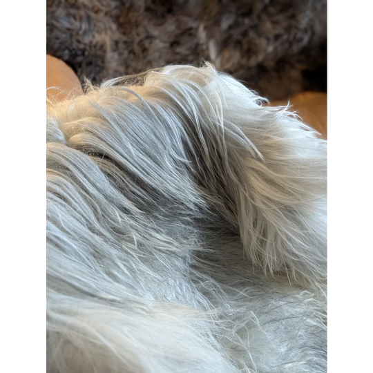 A fluffy long-haired dog resting on a massive 57 x 35 inch natural grey icelandic sheepskin with double wool fibers