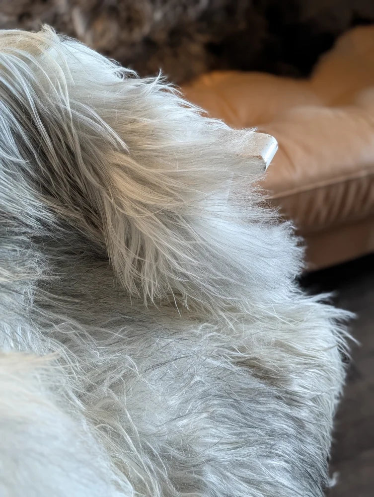 A fluffy white and gray dog on a 57 x 35 inch massive natural grey icelandic sheepskin with double icelandic wool