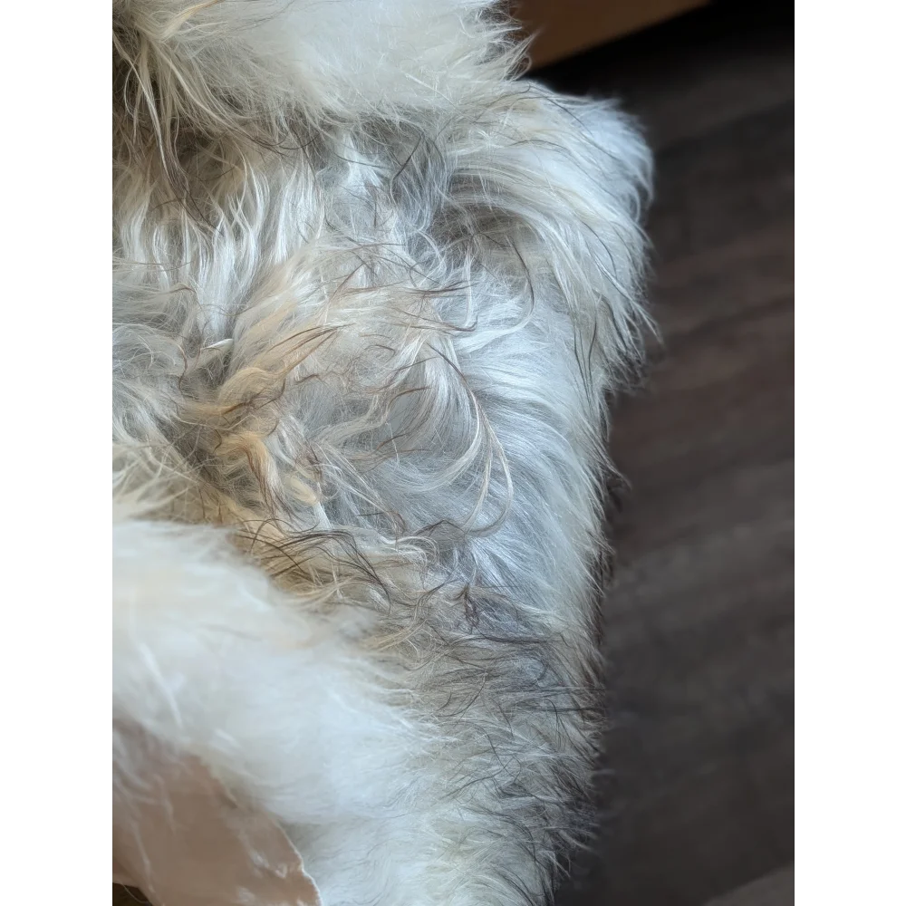 A fluffy long-haired dog resting on a massive 57 x 37 natural grey double icelandic sheepskin rug with wool icelandic texture