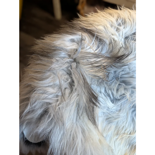 Fluffy long-haired dog on a 58 x 32 inch massive natural grey icelandic sheepskin with double icelandic wool texture