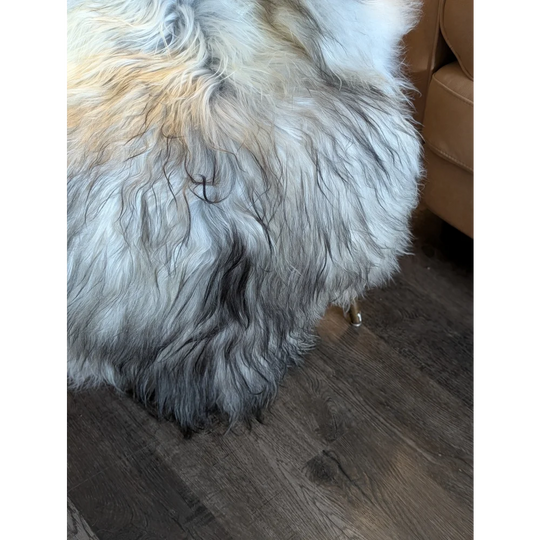 Fluffy long-haired dog lying on massive 58x32 inch natural grey double icelandic sheepskin wool icelandic rug
