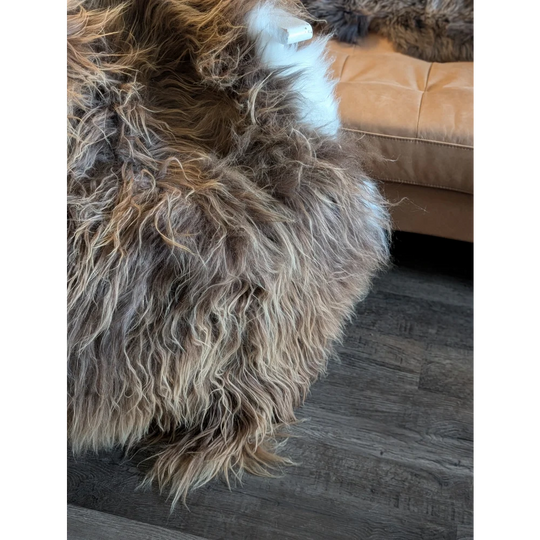 A plush long wool icelandic sheepskin rug in natural bronze and white with a soft textured surface 60 x 34 inches