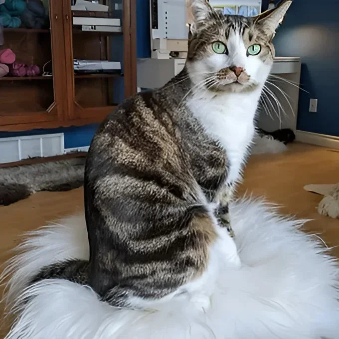 Cozy merino sheepskin chair pad with white fluffy cat design