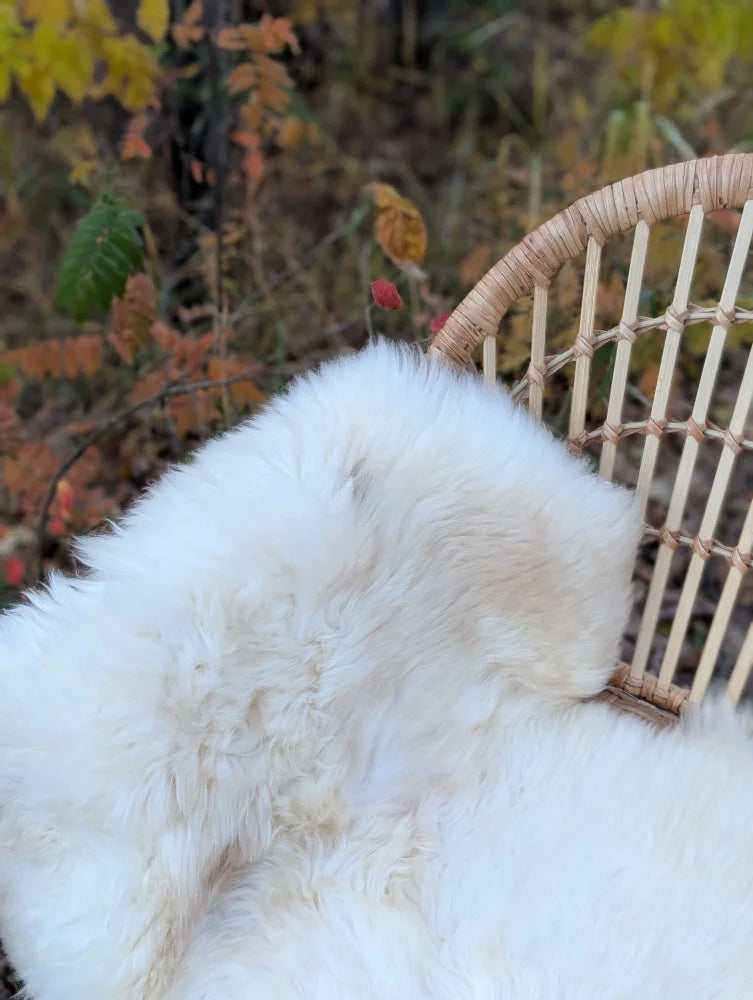 White fluffy british isles sheepskin throw draped over a woven wicker chair softbrit 45.5 x 30 inches