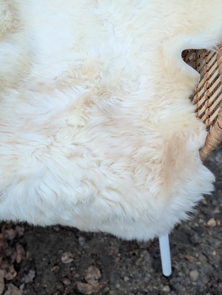 A soft creamy white british isles sheepskin rug with plush fluffy texture in 45.5 by 30 inches size