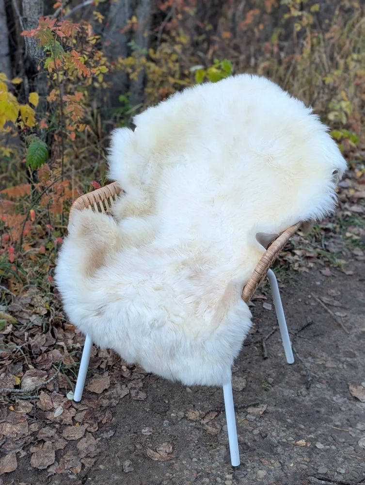 A cozy fluffy white british isles sheepskin rug draped over a modern wicker chair with metal legs