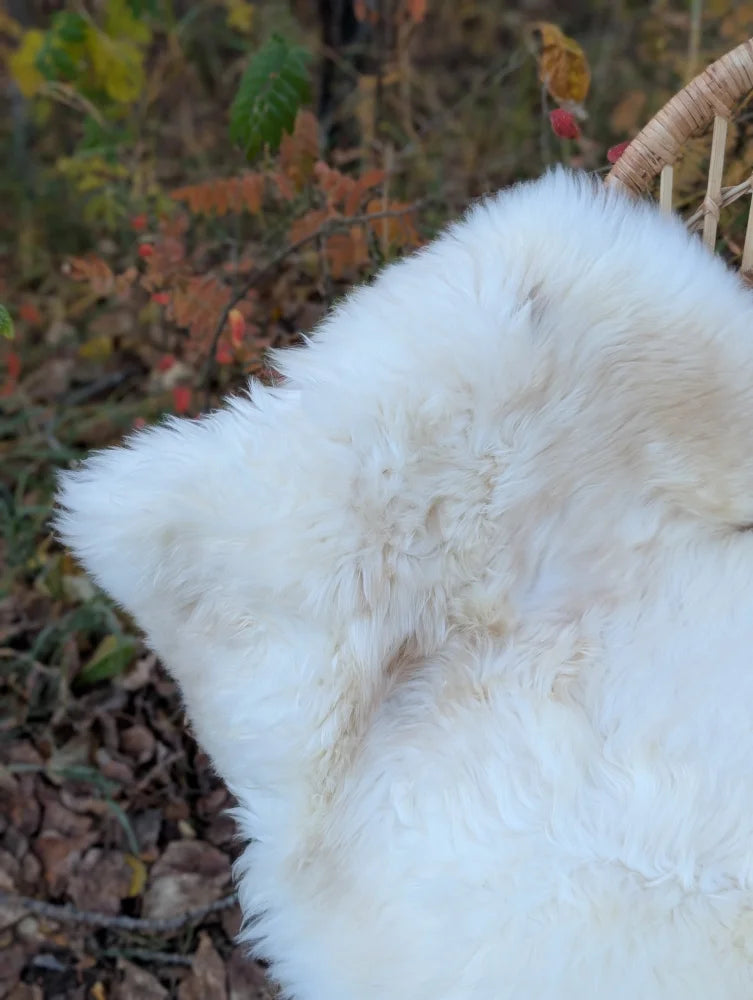 A plush off-white very soft british isles sheepskin rug with natural fluffy fur pile 45.5 by 30 inches