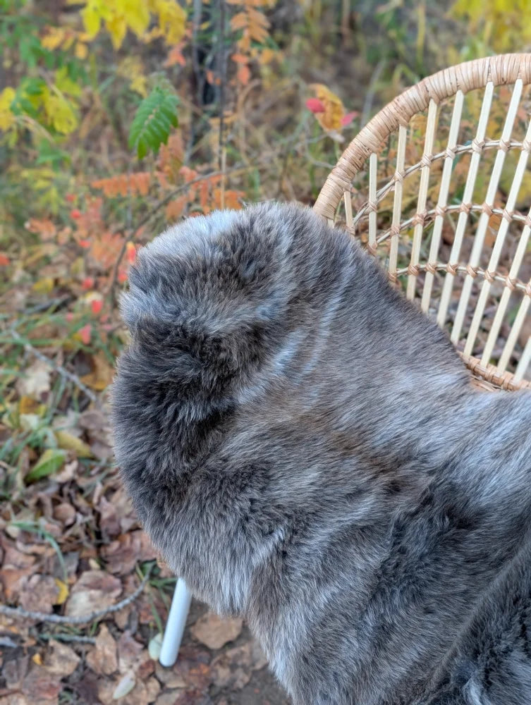 A fluffy gray rabbit sits on a softbrit 40 x 24 british isles sheepskin with dense, plush texture on a wicker chair
