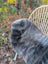 A fluffy gray rabbit sits on a softbrit 40 x 24 british isles sheepskin with dense, plush texture on a wicker chair