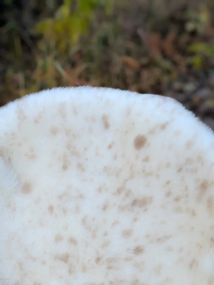 Soft off-white british isles sheepskin with textured surface and small brown speckles from softbrit#3 collection