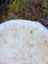 Soft off-white british isles sheepskin with textured surface and small brown speckles from softbrit#3 collection