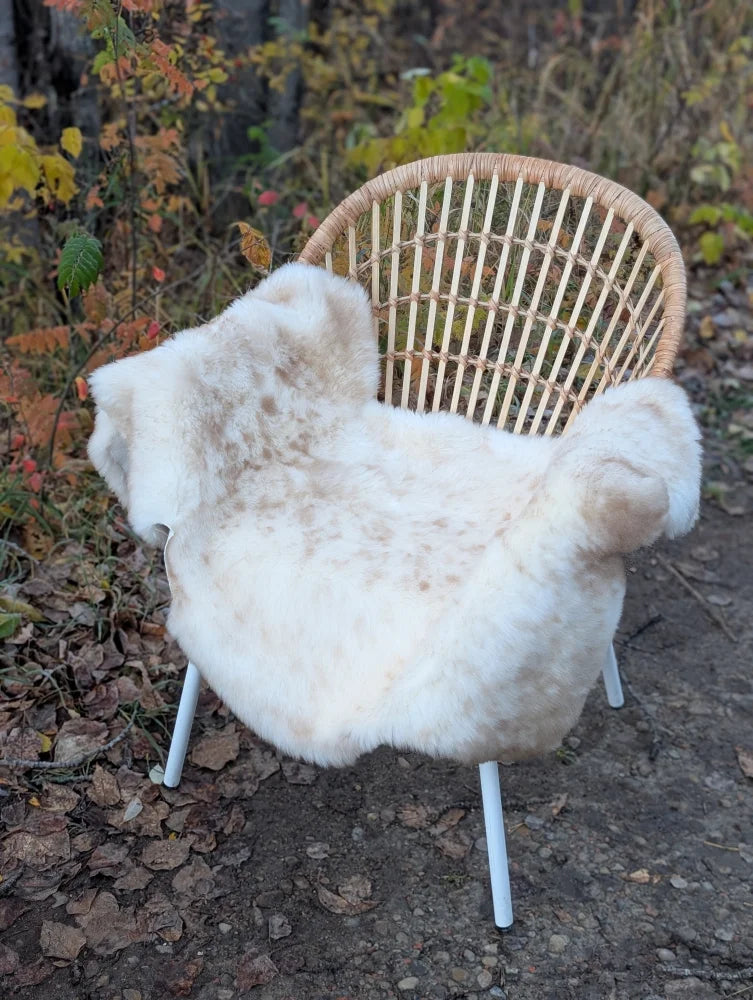 A cozy cream british isles sheepskin rug draped over a wicker chair with white metal legs softbrit3 46 x 27