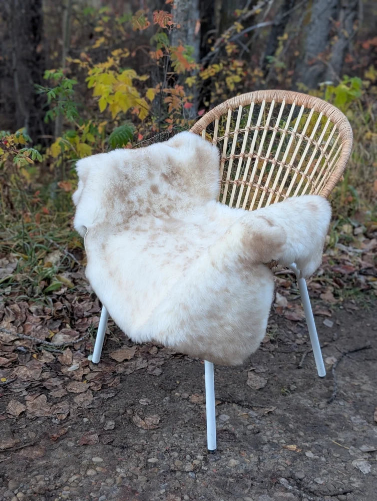 A cozy cream british isles sheepskin rug draped over a wicker chair with white metal legs softbrit 46 x 27