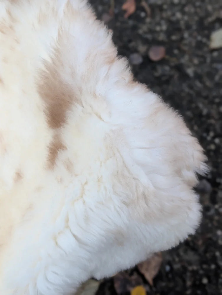A fluffy white dog with a brown patch resting on a very soft british isles sheepskin rug 47 x 28 inches