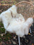 Softbrit4 47 x 28 cream british isles sheepskin rug with brown speckles draped over wicker chair