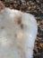 Softbrit#4 british isles sheepskin blanket with very soft white fur and subtle brown patches measuring 47 by 28 inches