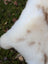 A fluffy white dog with light brown patches lies on a soft british isles sheepskin rug 47 x 28 inches