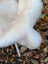 A plush white fluffy dog toy made from very soft british isles sheepskin with a rounded shape and soft texture