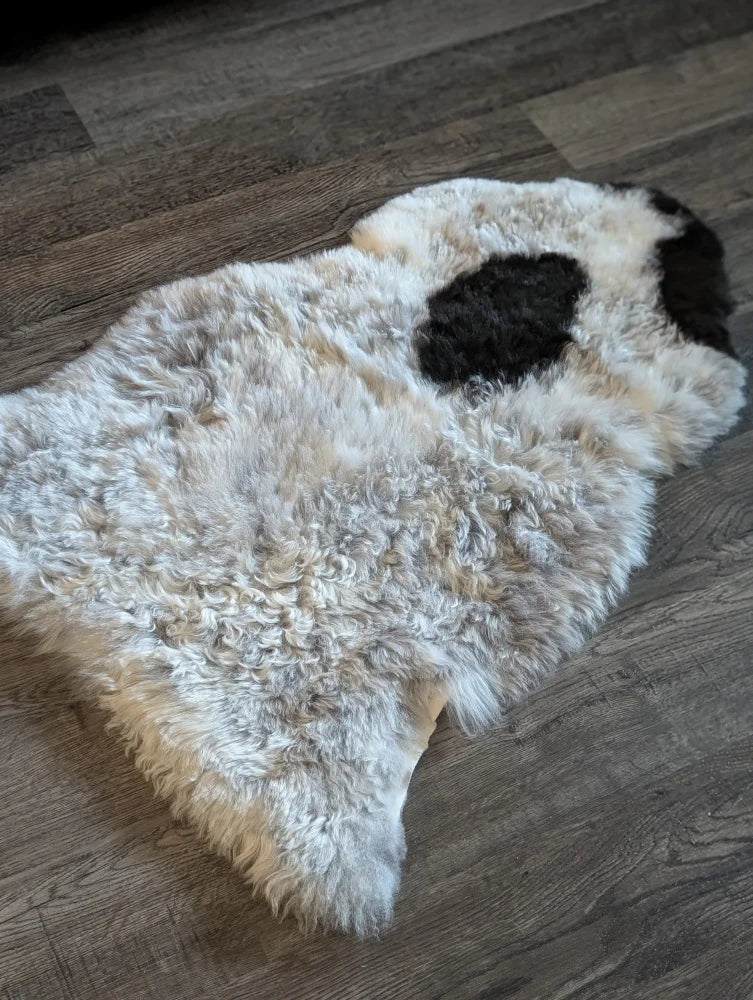 A plush icelandic sheepskin rug with short wool in off-white and black patches spot10 39 x 25.5 inches