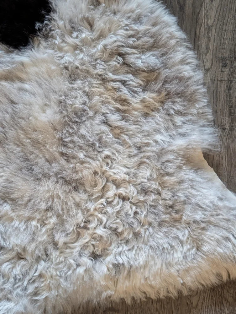 A plush beige and white icelandic sheepskin rug with short wool and natural curly texture measuring 39 by 25.5 inches