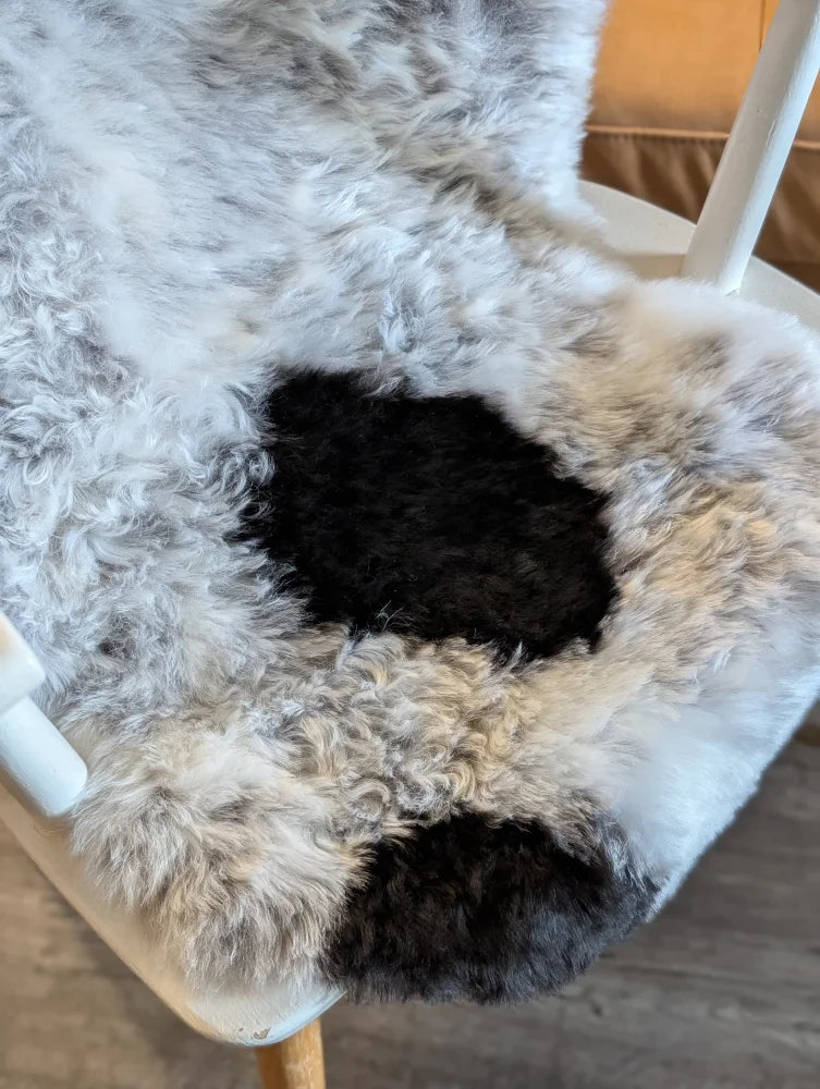 Cozy medium spotted icelandic sheepskin chair pad with curly gray and black short wool and plush natural texture