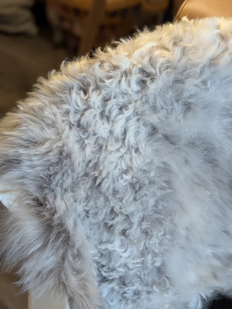 Fluffy white and gray curly fur icelandic sheepskin blanket made of medium spotted short wool sheepskins 39 x 25.5 inches