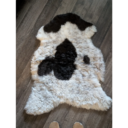 A plush natural icelandic sheepskin rug with short wool in black and white cow print measuring 42 by 29.5 inches