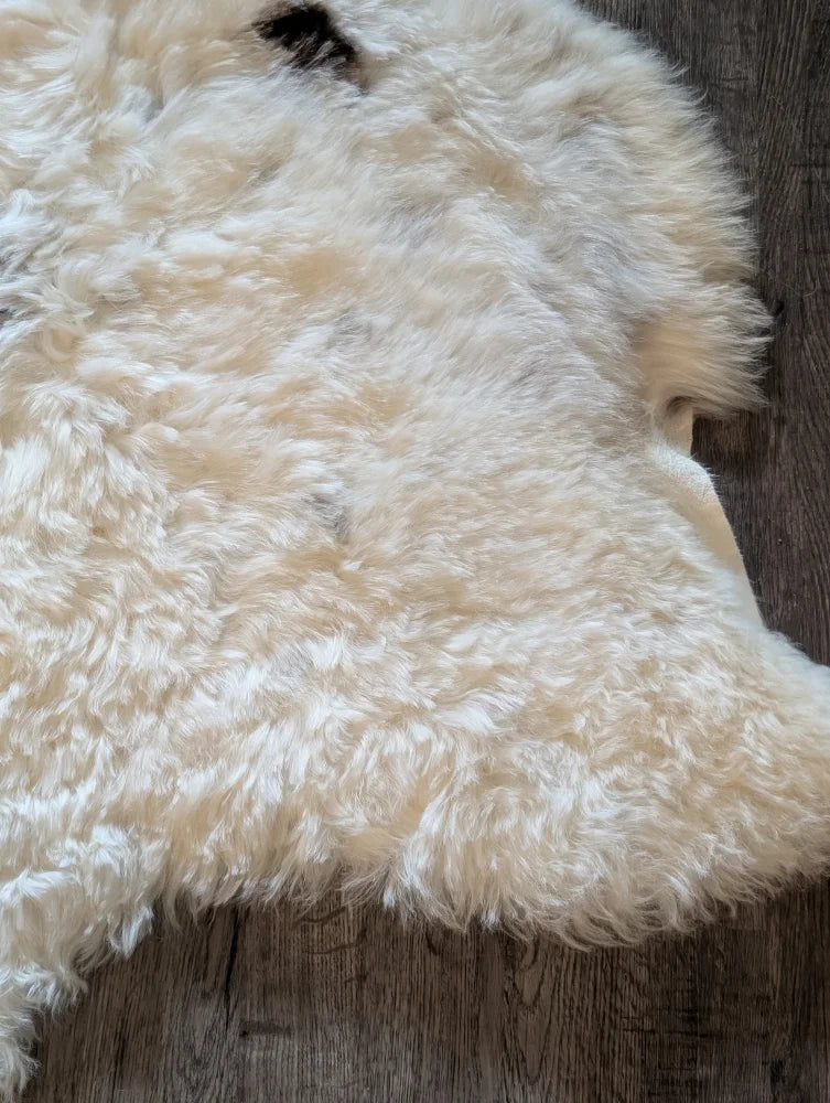 Cream-colored curly icelandic sheepskin rug with soft short wool and natural edges 42 x 32 medium spot
